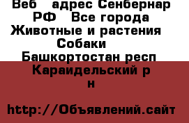 Веб – адрес Сенбернар.РФ - Все города Животные и растения » Собаки   . Башкортостан респ.,Караидельский р-н